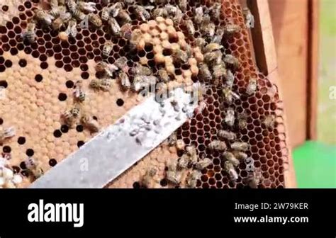 The beekeeper cuts off the male bee drone worm with a knife. Control of ...