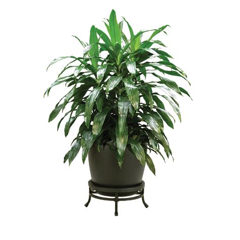 Dracaena Janet Craig Plant Care, Water, Light Guide | Plantscape LIVE