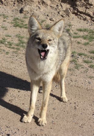 'Souls Wiki | Resources / Mexican Coyote (''Canis latrans baileyi'')