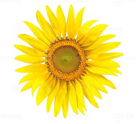 Yellow sunflower isolated on write background 10143712 Stock Photo at ...