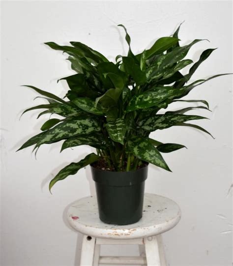 Chinese evergreen in 2021 | Chinese evergreen, Low light plants, Evergreen