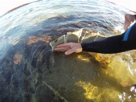 Boscombe Surf Reef – Raised Water Research