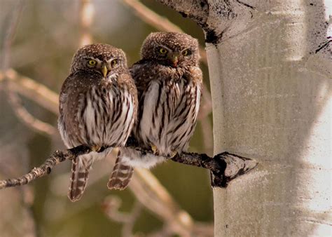 Northern Pygmy-Owl Research — Colorado Avian Research and ...