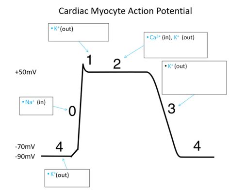 [Figure, Cardiac Myocyte Action Potential] - StatPearls - NCBI Bookshelf