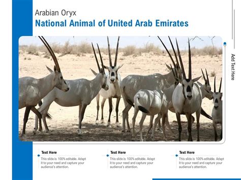 Top 155 + National animal of uae - Inoticia.net