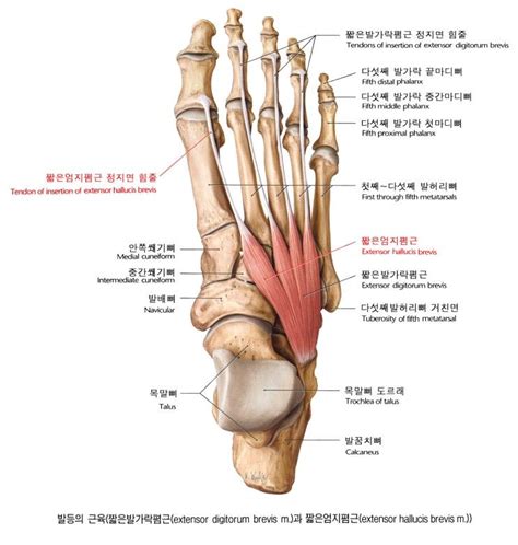 anatomy reference에 있는 핀