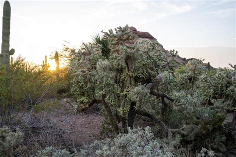 Premium Photo | Beautiful shot of the cactus field