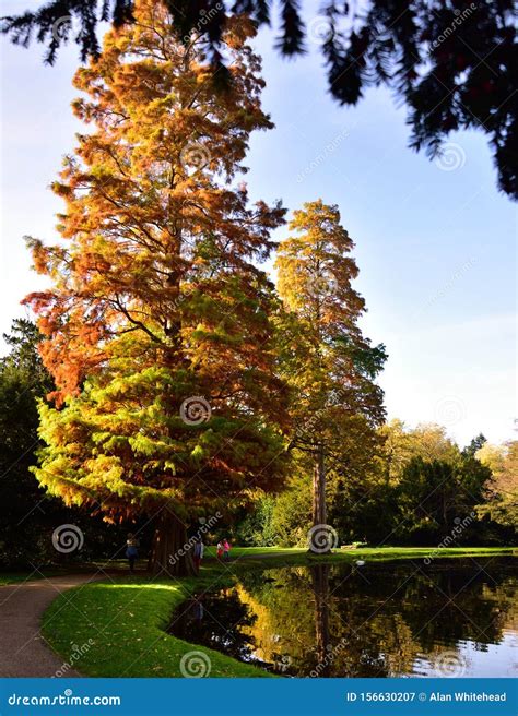 Majestic Autumn Trees in Painshill Park, Surrey Stock Image - Image of painshill, reflections ...