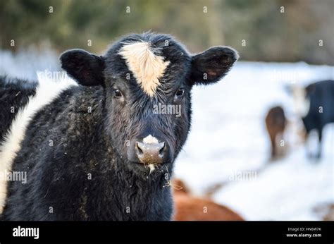 Black white jersey cow hi-res stock photography and images - Alamy