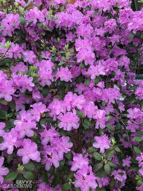 Purple Flowering Bush In North Carolina : Spring Blooming Shrubs In My Garden In North Carolina ...