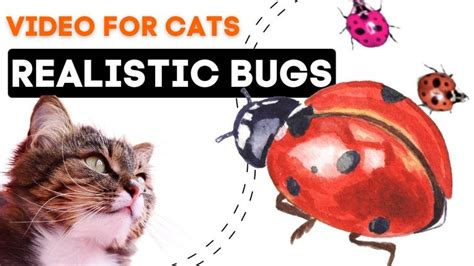 Cat Games Catching REALISTIC Bugs on the Screen - Entertainment Game on ...