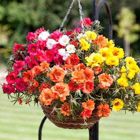 35 Best Plants for Hanging Baskets images | Plants for hanging baskets, Hanging baskets, Plants