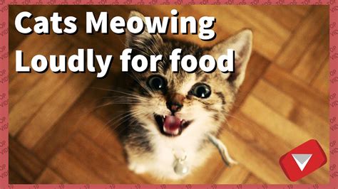 Cats Meowing Loudly For Food (TOP 10 BEST VIDEOS) - YouTube
