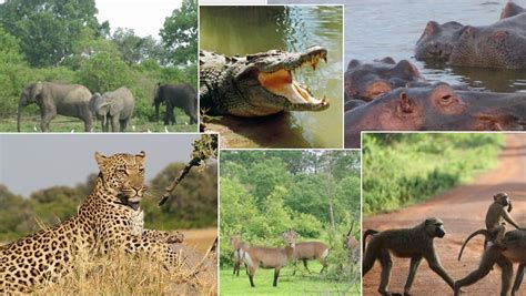 Wildlife in Ghana and its nature reserves and wonders