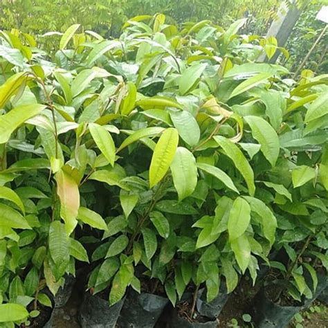 Star Apple Plant Purple Chrysophyllum Cainito Fruit Tree Tropical Tall ...