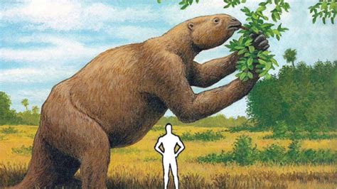 Prehistoric Giant Sloth Size | Bruin Blog