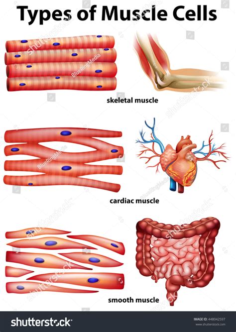 Smooth cardiac skeletal muscle : 908 images, photos et images vectorielles de stock | Shutterstock