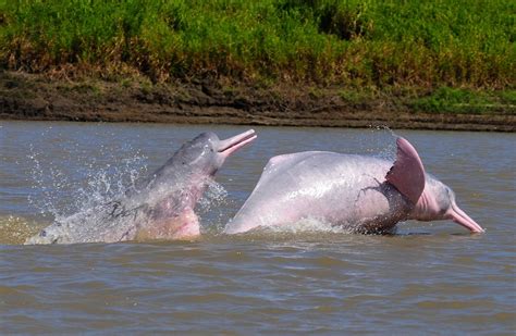 Protect river dolphins and their river habitat in their range ...