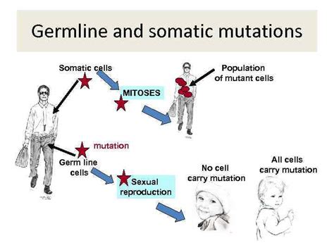 MUTATIONS and their consequences Mutation definition