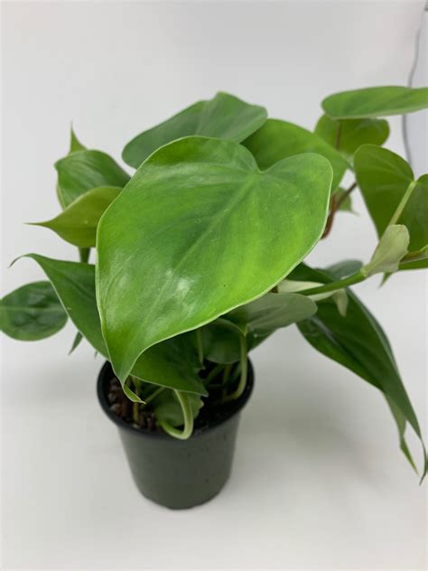 4” Philodendron Cordatum - Flowers Talk Tivoli