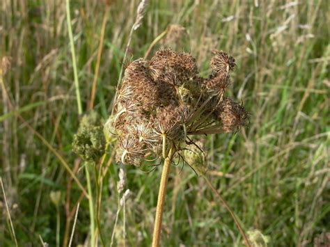 Wild Carrot – Scotia Seeds