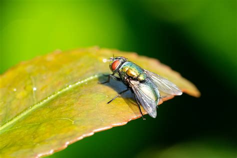 Sony 90mm f2.8 macro review | Commercial photographer Sheffield