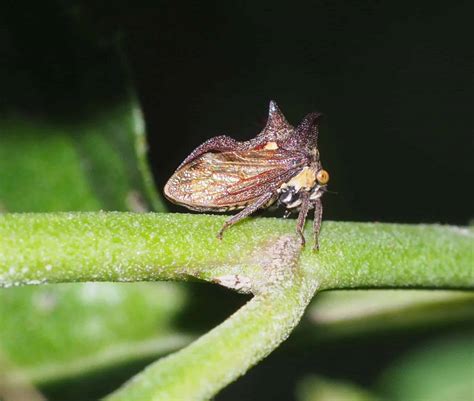 Thorn bug | Insects and Organic Gardening