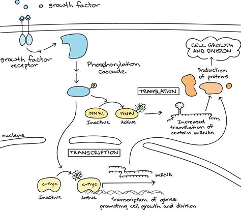 ️Signal Transduction Worksheet Free Download| Gambr.co