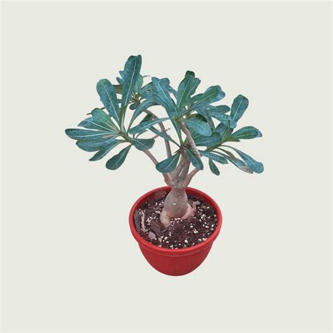 Adenium Bonsai – Gardenista