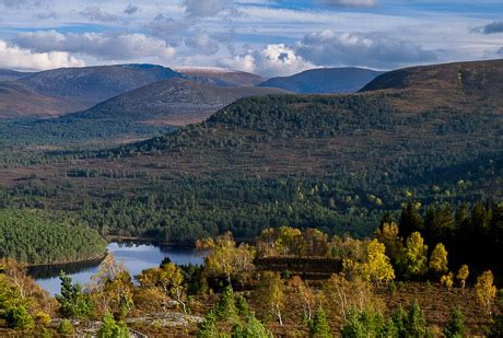 Aviemore, Carrbridge and Rothiemurchus walks (Walkhighlands)