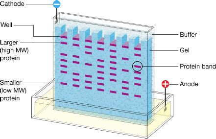 Western Blotting Electrophoresis Techniques | Bio-Rad