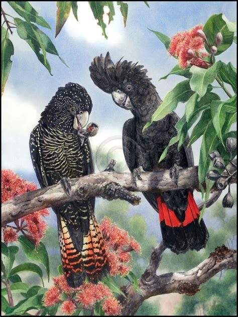 Red-tailed Black Cockatoo by Gordon Hanley | Australian native birds ...