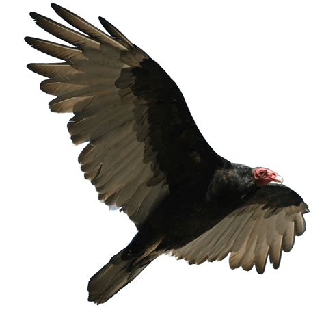 Clipart turkey flying, Clipart turkey flying Transparent FREE for ...