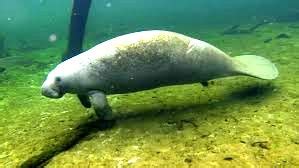 INTERESTING THINGS: Can You Eat A Manatee?