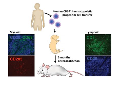 Human immune compartments of HIS mice. HIS mice reconstitute most human ...