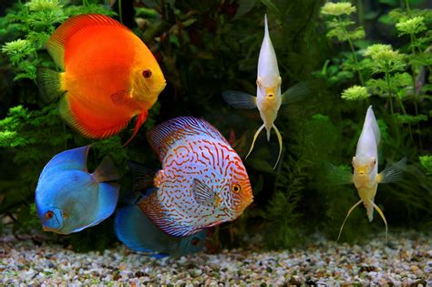 King of the Aquarium: Facts about Discus Fish - Seatech Aquariums