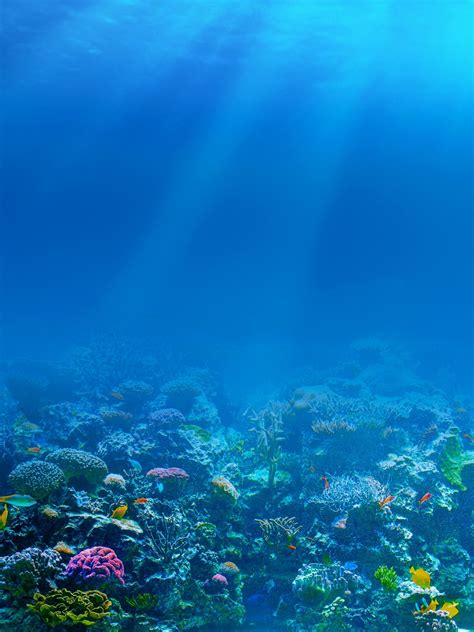 Sea Underwater Corals Fishes Wallpaper - [1536x2048]