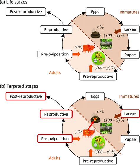 Conceptual model representing (a) the sand fly life-cycle and (b) the... | Download Scientific ...