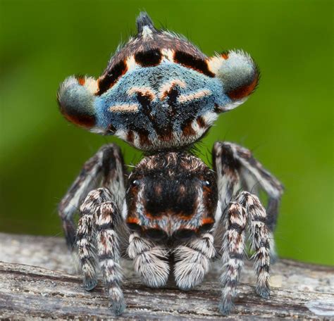 _X8A5667 Unnamed peacock spider (Maratus sp.) Extinct Animals, Zoo Animals, Animals And Pets ...