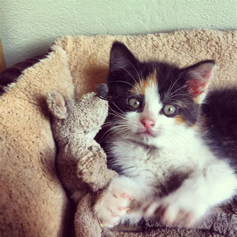 Cute kitten with stuffed animal! Kittens Cutest, Cats, Animals, Girl, Gatos, Animales, Animaux ...