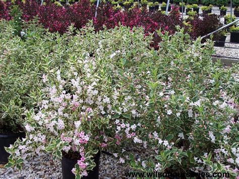 Variegated Weigela – Wilson Nurseries