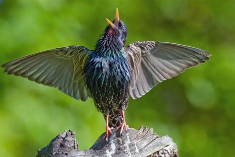 Hướng dẫn cách nuôi chim sáo đá xanh (Sturnus vulgaris)