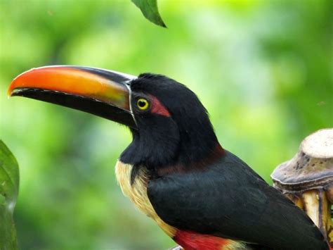 A Guide to the Toucans of Costa Rica - Villa San Ignacio | Hotel near ...