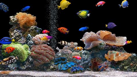 1920x1080 Resolution fish, underwater, colorful 1080P Laptop Full HD ...