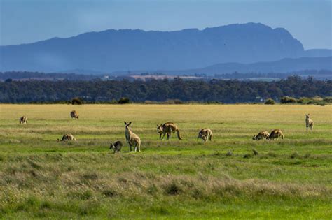 Best Places to See Wildlife in Tasmania | Happiest Outdoors