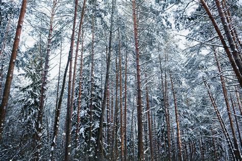 Snowy pine forest featuring snow, forest, and pine | High-Quality Nature Stock Photos ~ Creative ...