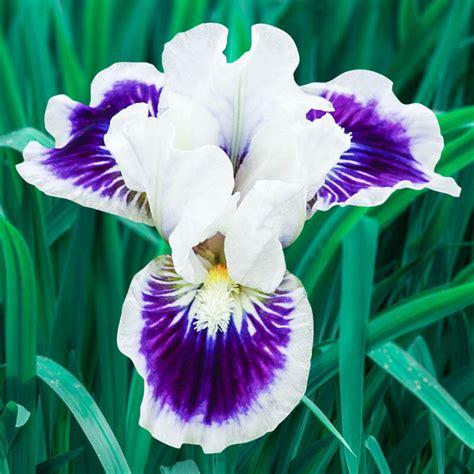 Riveting Dwarf Bearded Iris | Brecks Premium Bulbs