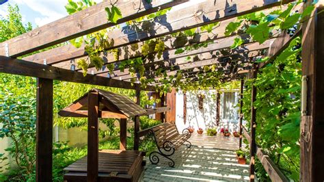 How to Grow Vines on Your Pergola