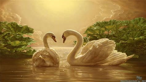 Sunset Swans Wallpapers - Wallpaper Cave