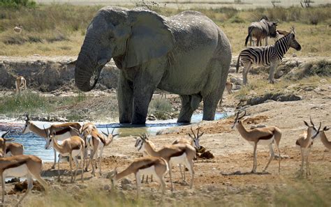 Etosha National Park - Nature Travel Namibia